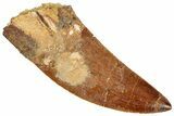 Serrated, Carcharodontosaurus Tooth - Real Dinosaur Tooth #322056-1